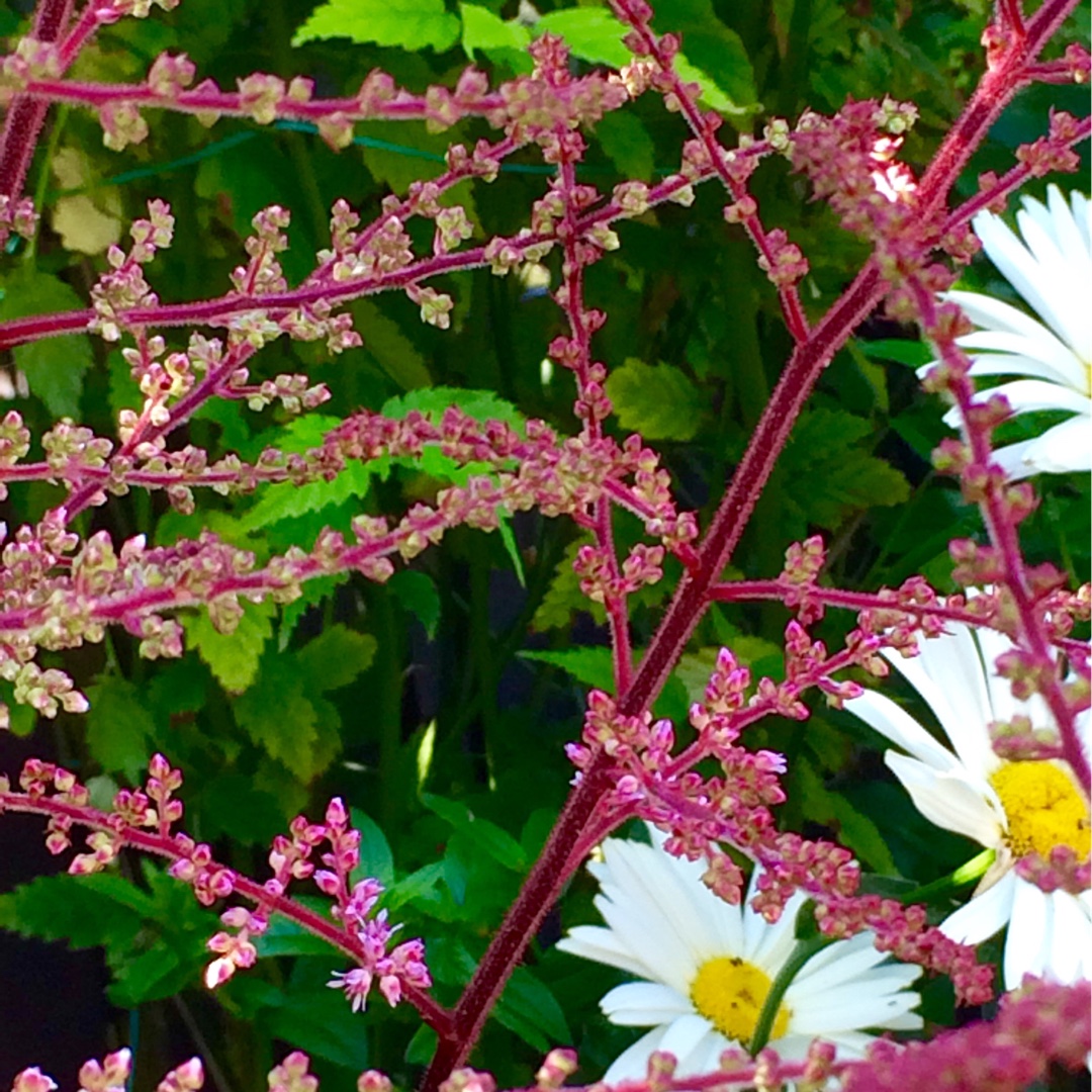 False goats beard Delft Lace in the GardenTags plant encyclopedia