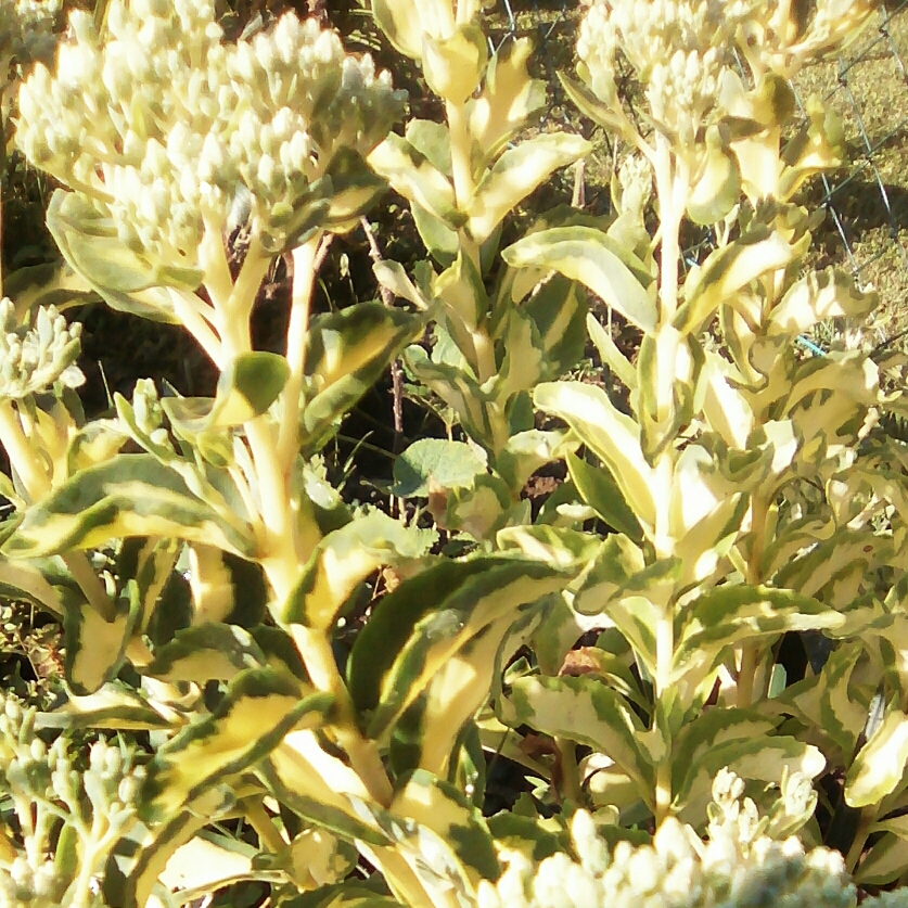 Variegated Stonecrop in the GardenTags plant encyclopedia