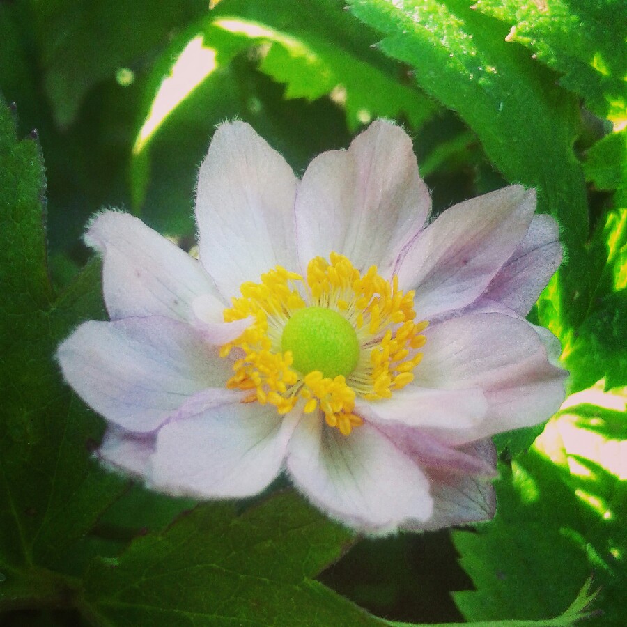 Japanese Anemone Pocahontas (Fantasy Series) in the GardenTags plant encyclopedia