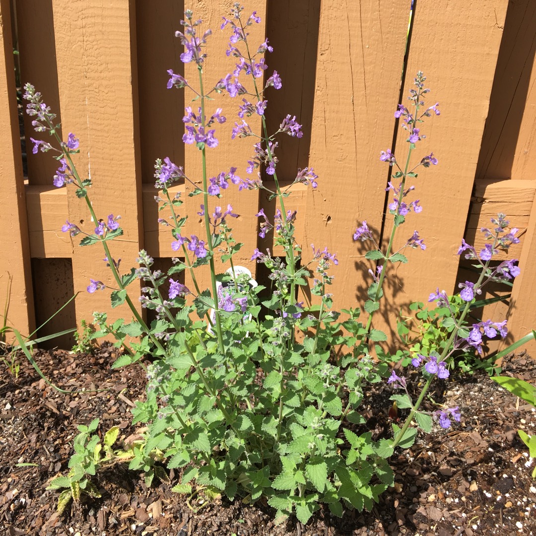 Nepeta Junior Walker in the GardenTags plant encyclopedia