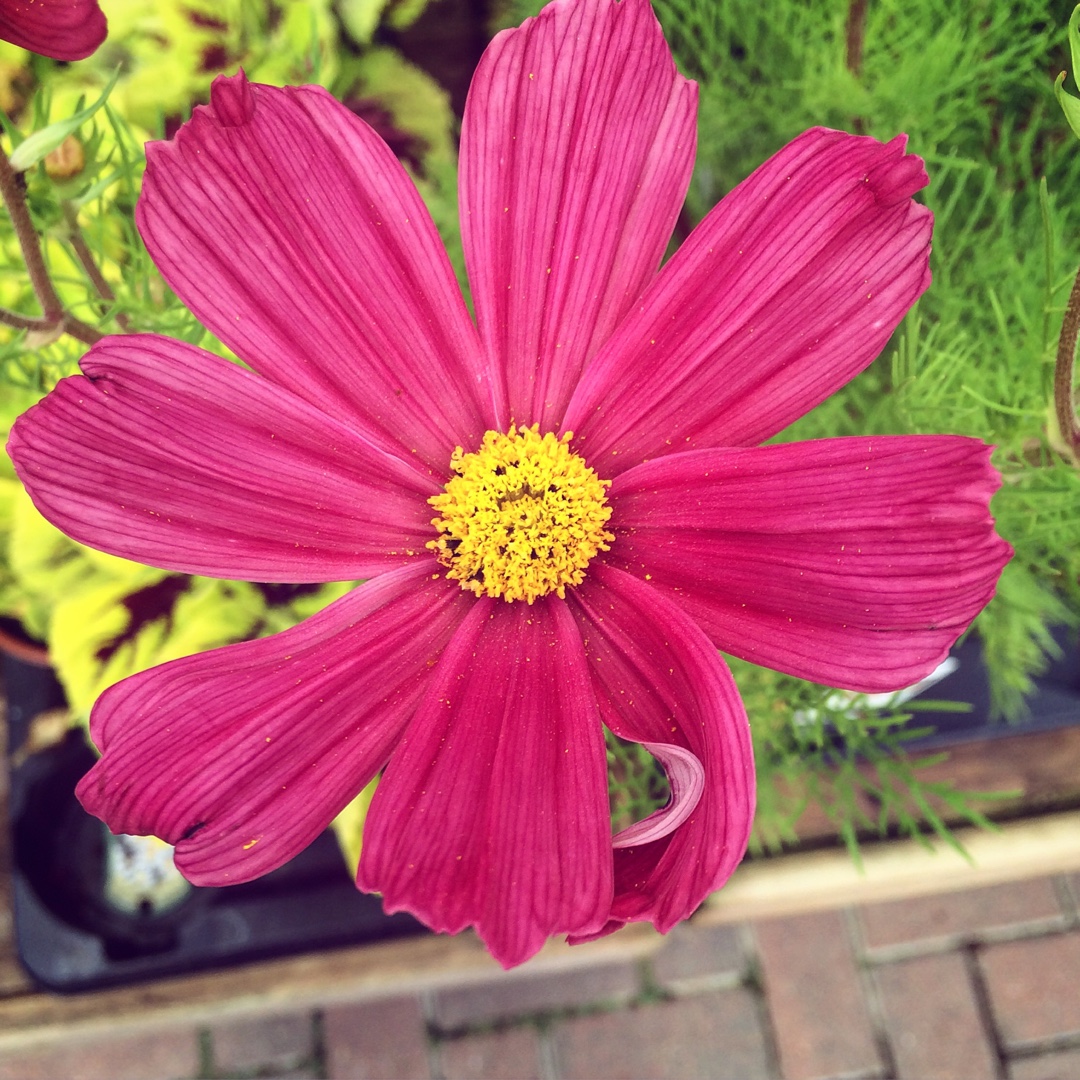 Cosmea Odyssey Red in the GardenTags plant encyclopedia