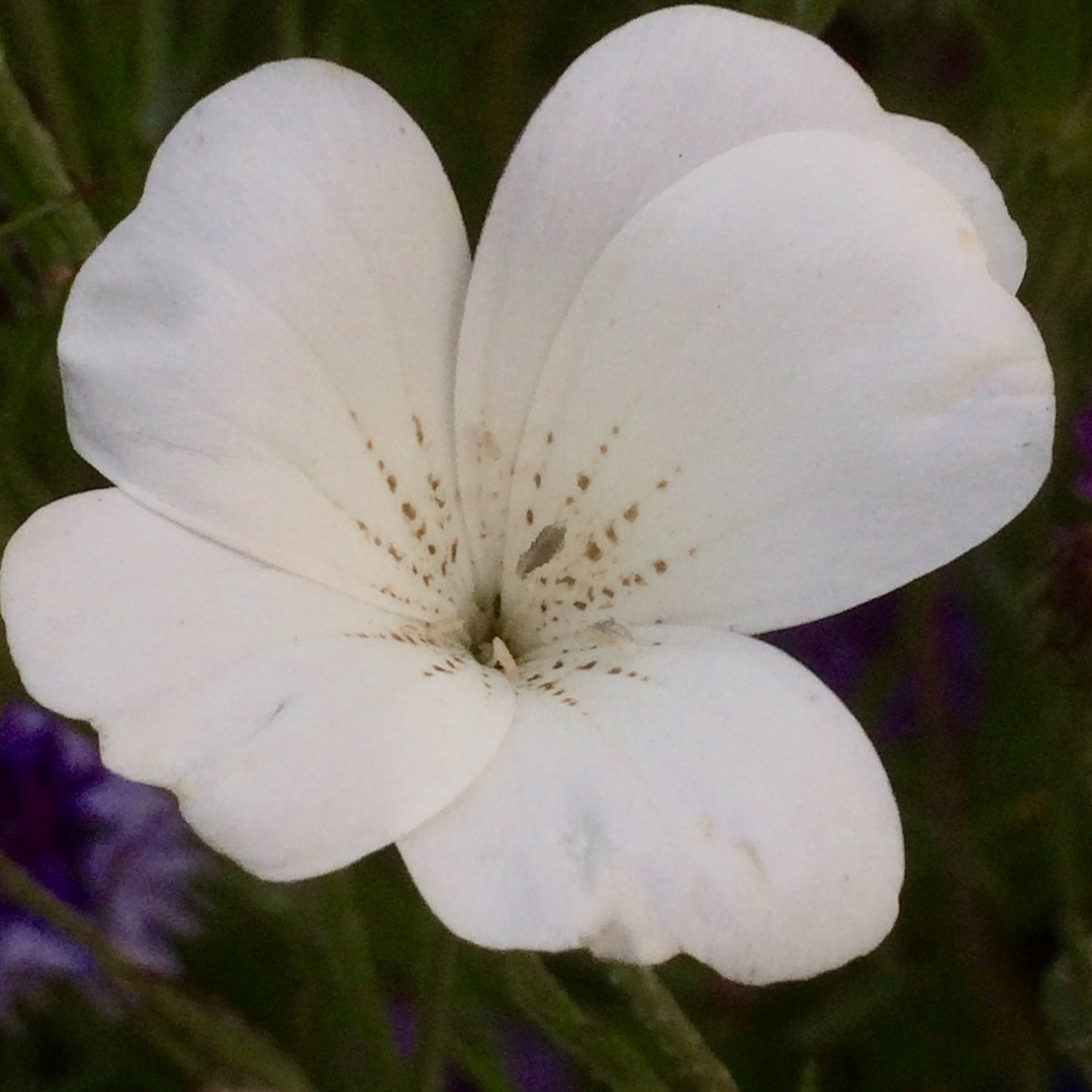 Corncockle Milas Snow Queen in the GardenTags plant encyclopedia