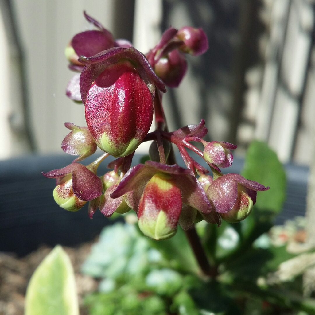 Kalanchoe Pearl Bell in the GardenTags plant encyclopedia