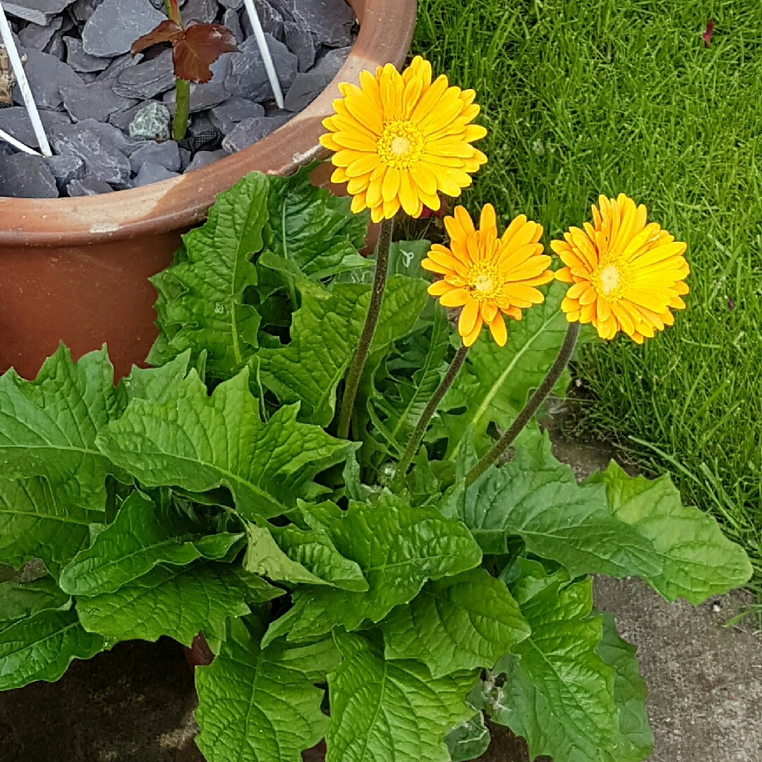 Gerbera Sweet Honey in the GardenTags plant encyclopedia