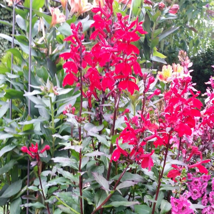 Lobelia x speciosa 'Starship Scarlet', Lobelia 'Starship Scarlet' in ...