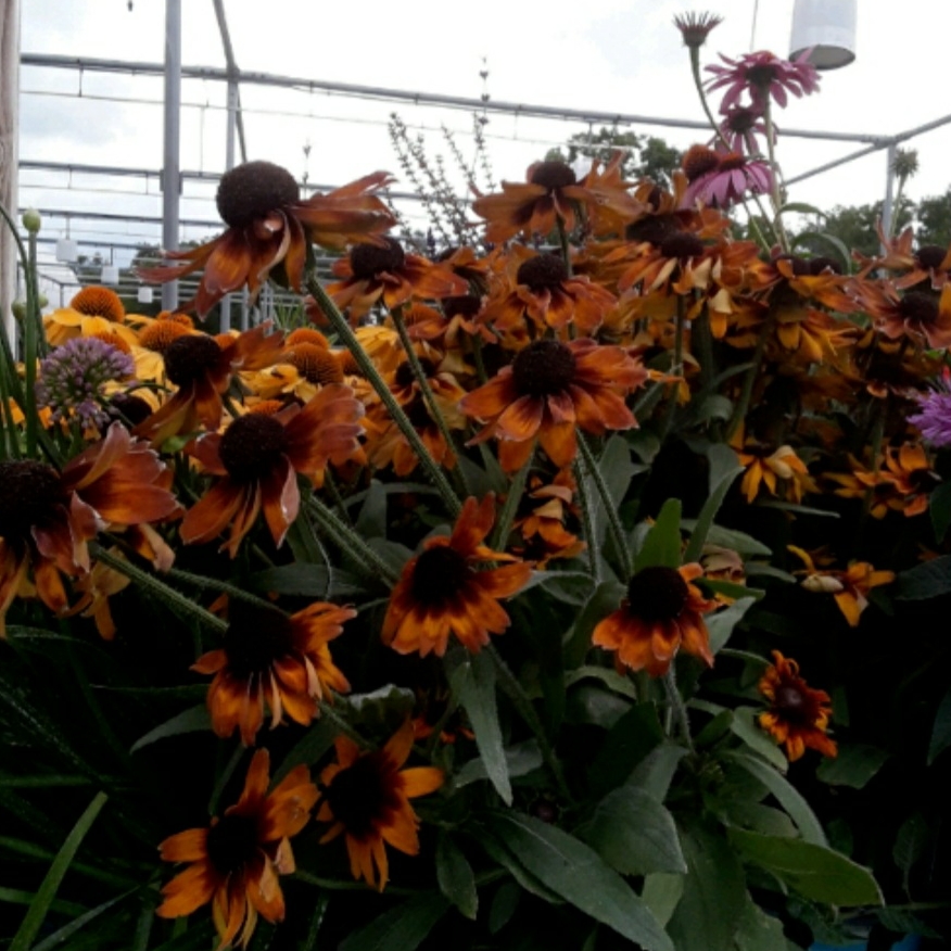 Coneflower Summerina Brown (Summerina Series) in the GardenTags plant encyclopedia