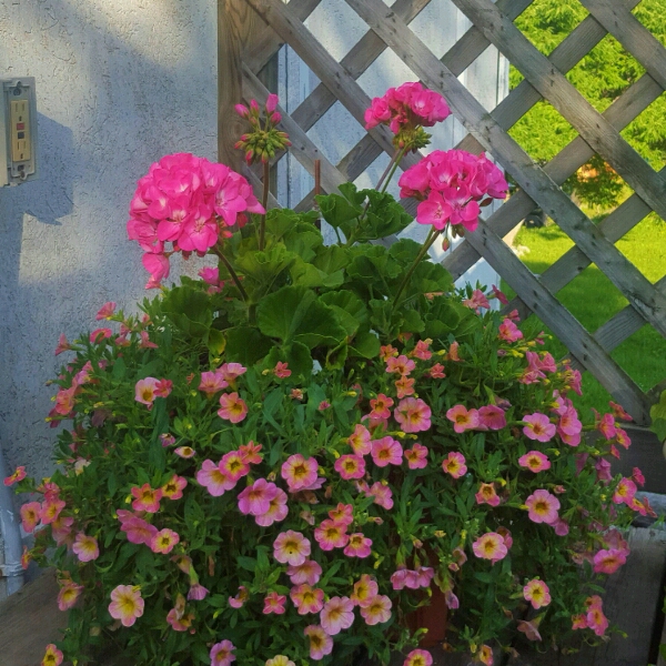 Pelargonium Dynamo Hot Pink (Zonal) in the GardenTags plant encyclopedia