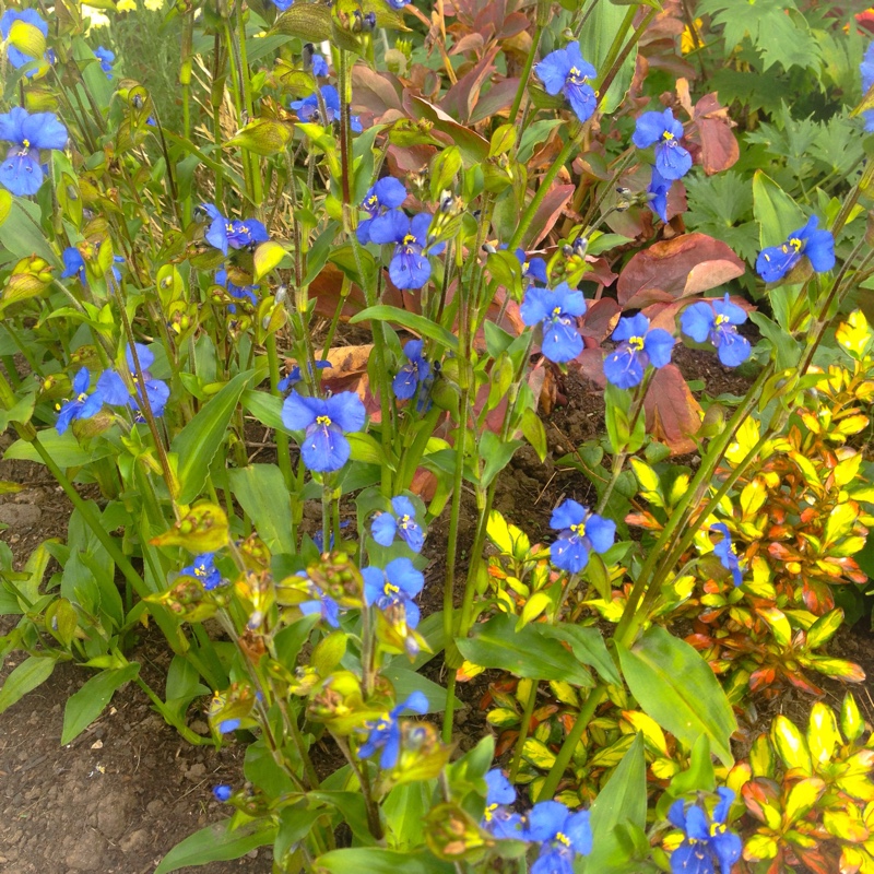 Dayflower Coelestis Group in the GardenTags plant encyclopedia