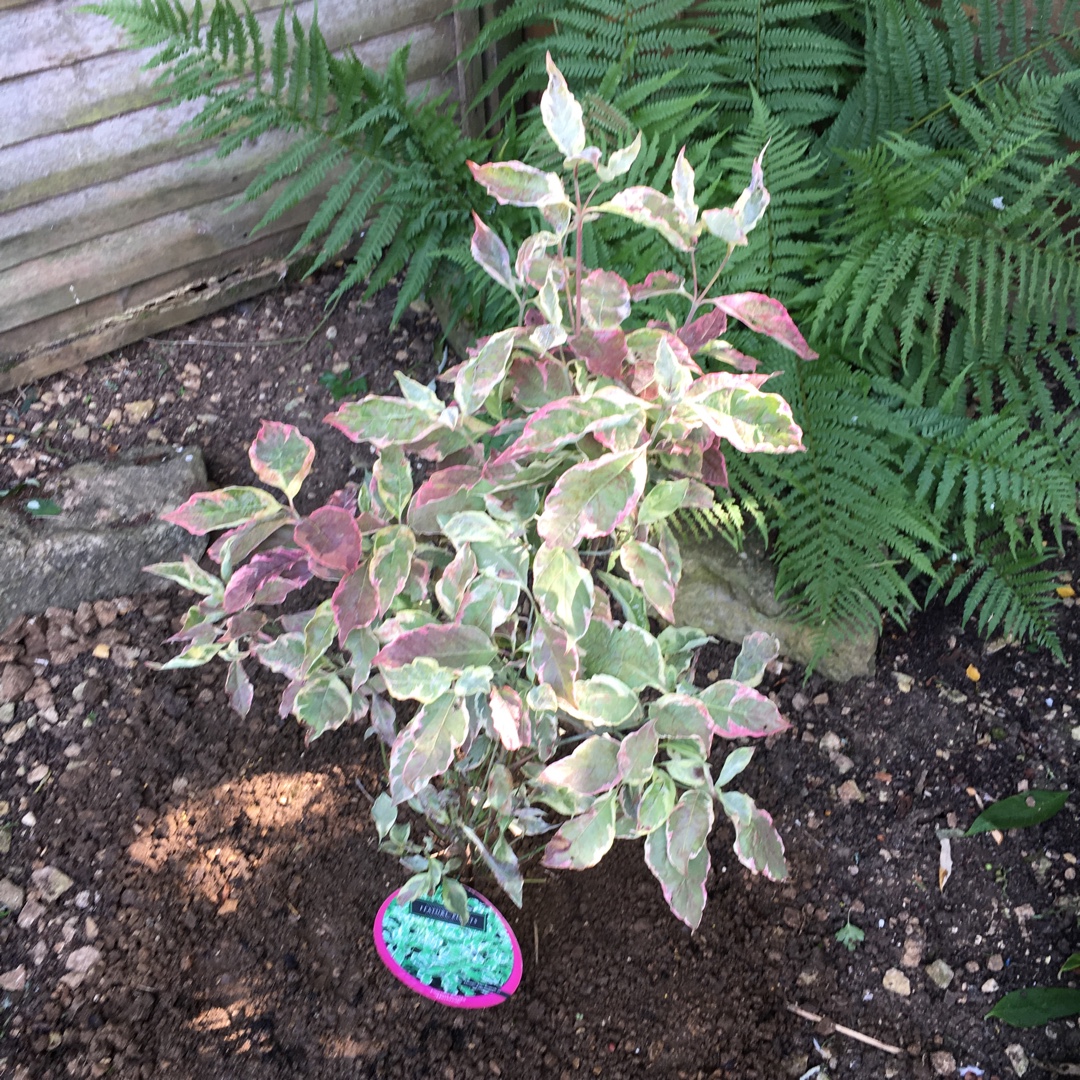 Flowering Dogwood Daybreak in the GardenTags plant encyclopedia