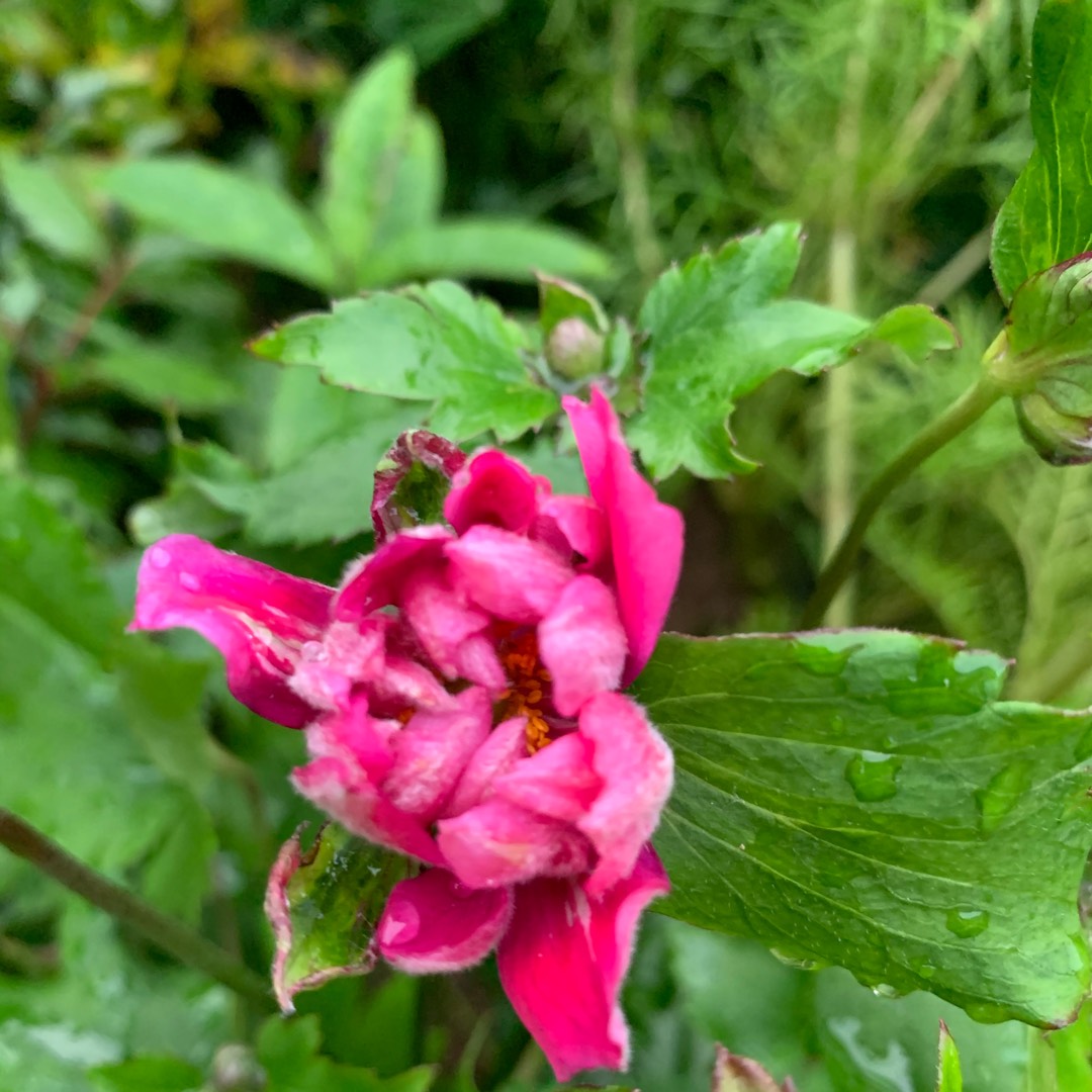 Japanese anemone Bressingham Glow in the GardenTags plant encyclopedia