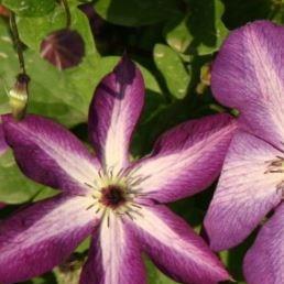 Clematis venosa violacea in the GardenTags plant encyclopedia