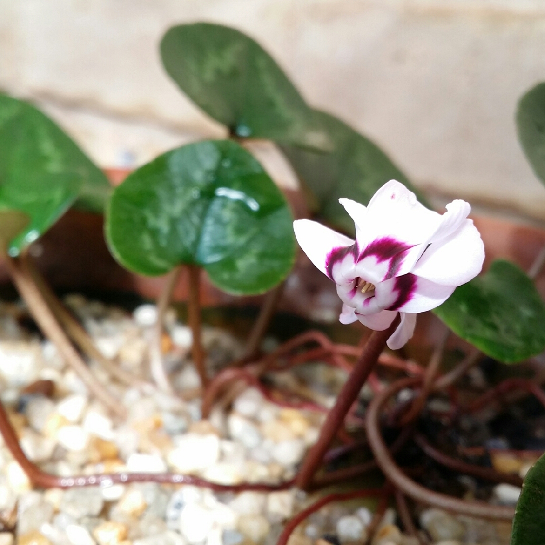 Cyclamen (Species) Eastern Sowbread in the GardenTags plant encyclopedia