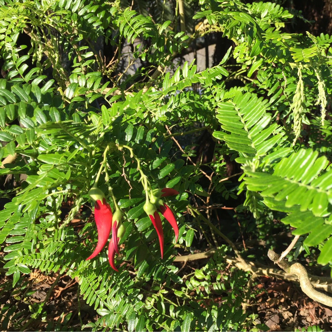 Kaka Beak in the GardenTags plant encyclopedia