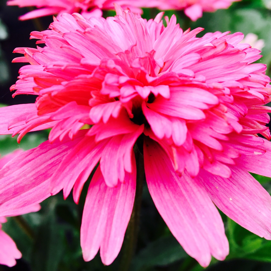 Coneflower Mini Belle in the GardenTags plant encyclopedia