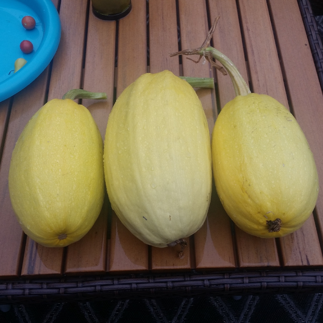 Spaghetti Squash in the GardenTags plant encyclopedia