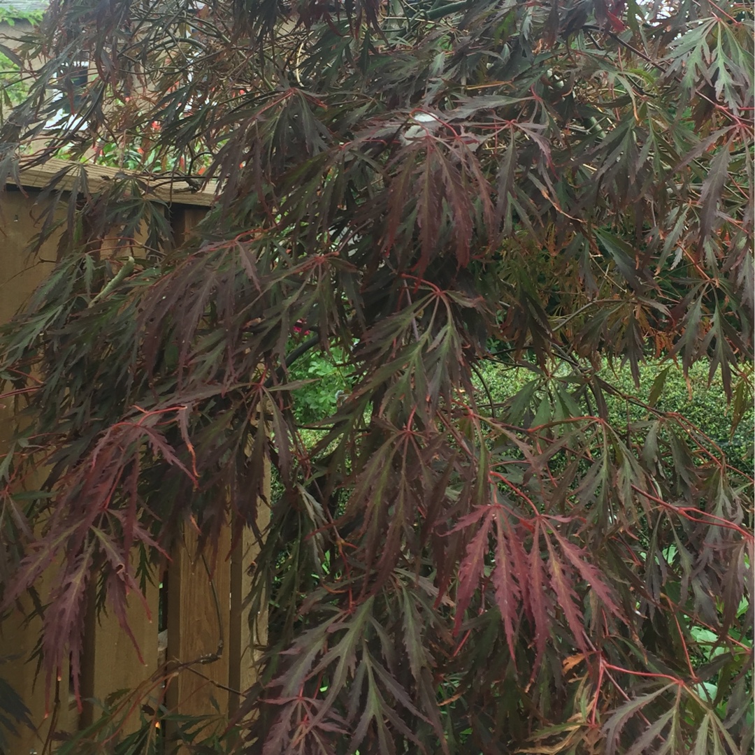 Japanese Maple Crimson Prince in the GardenTags plant encyclopedia