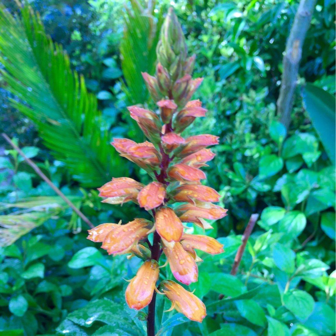 Canary Island Foxglove in the GardenTags plant encyclopedia