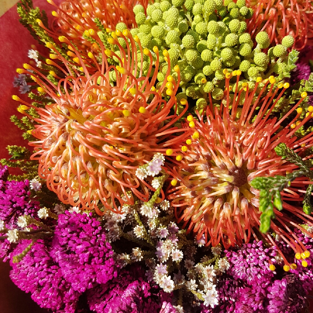 Pincushion Protea Spider in the GardenTags plant encyclopedia