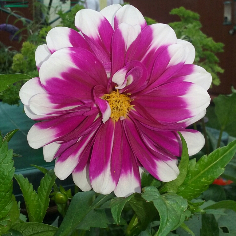 Dahlia Edinburgh in the GardenTags plant encyclopedia