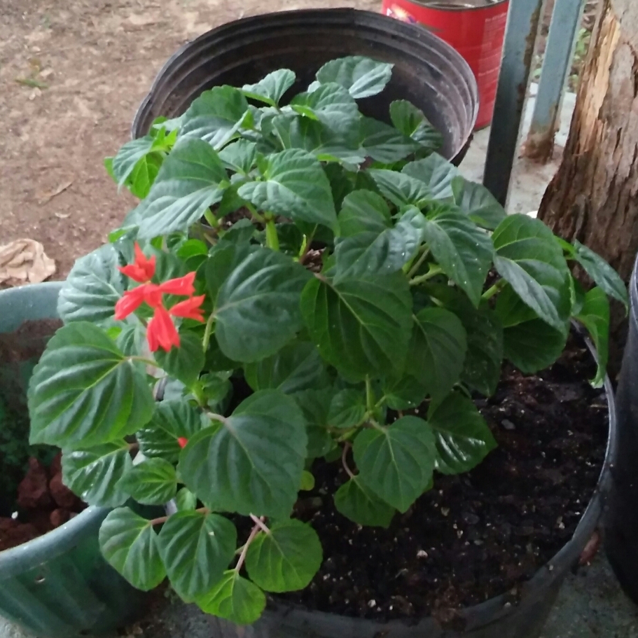 Salvia Sizzler Burgundy in the GardenTags plant encyclopedia