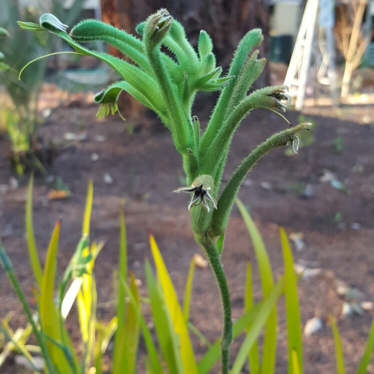 Green Kangaroo Paw in the GardenTags plant encyclopedia