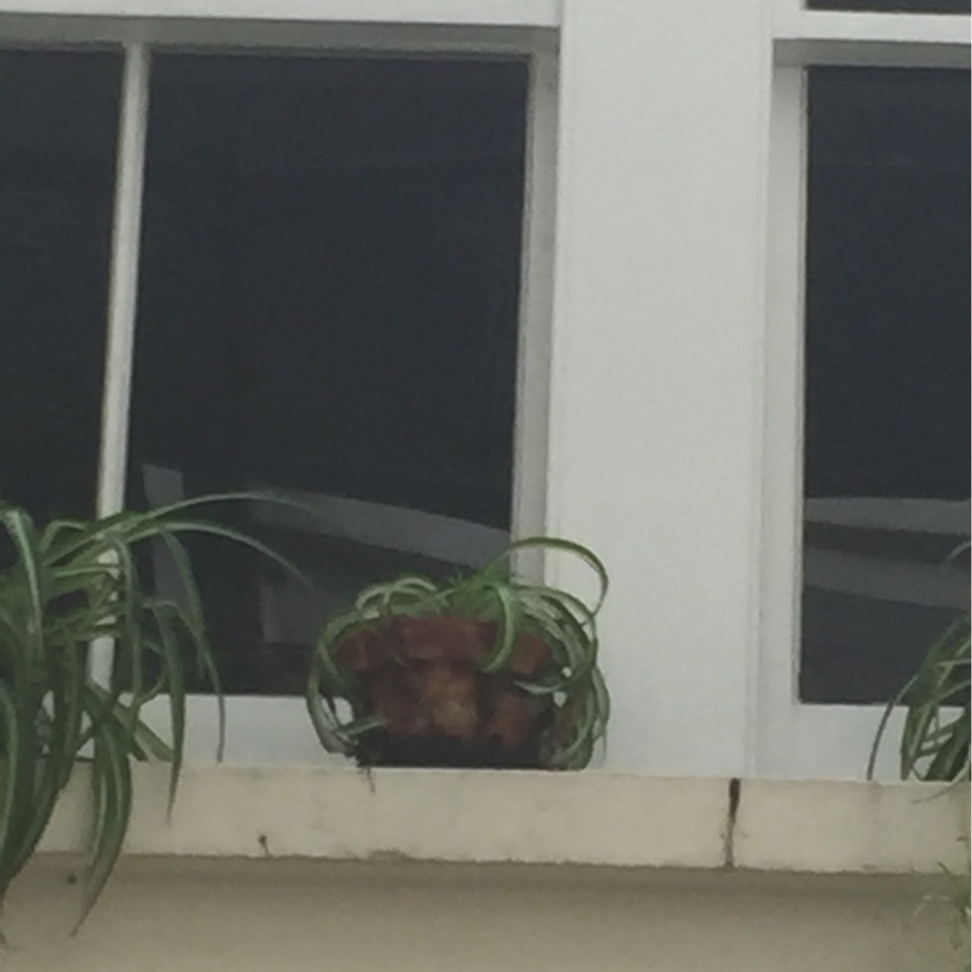 Spider Plant Pacific in the GardenTags plant encyclopedia