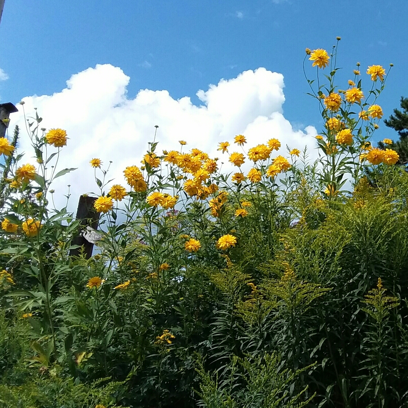 Conefower Goldball in the GardenTags plant encyclopedia