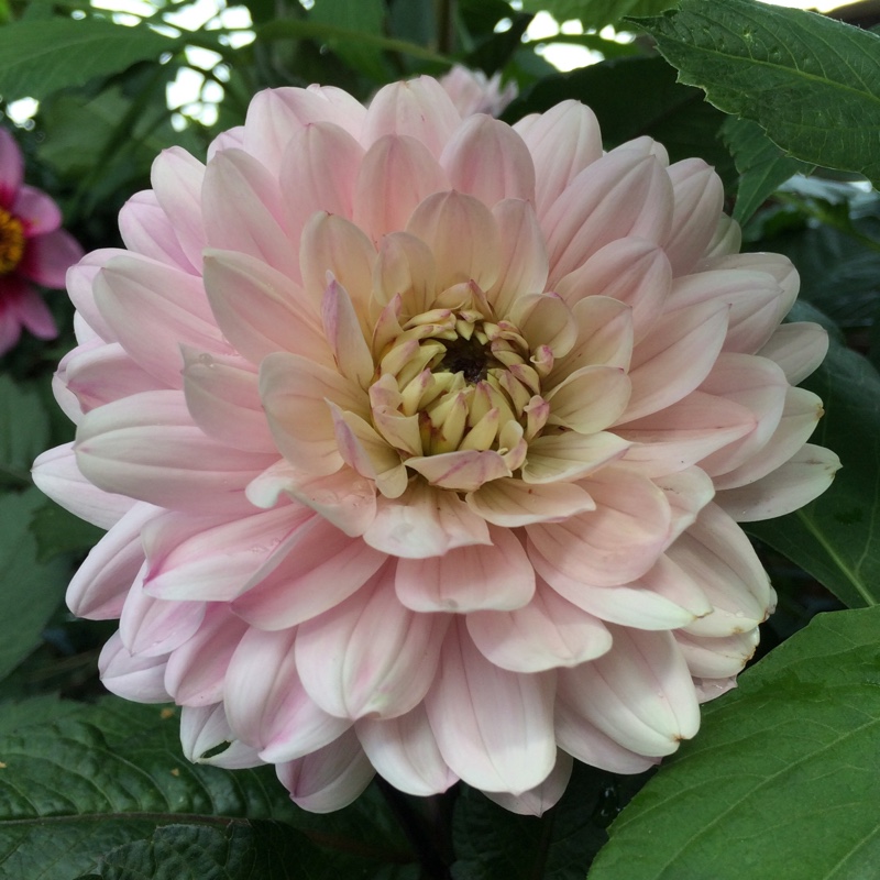 Dahlia Melody Harmony in the GardenTags plant encyclopedia