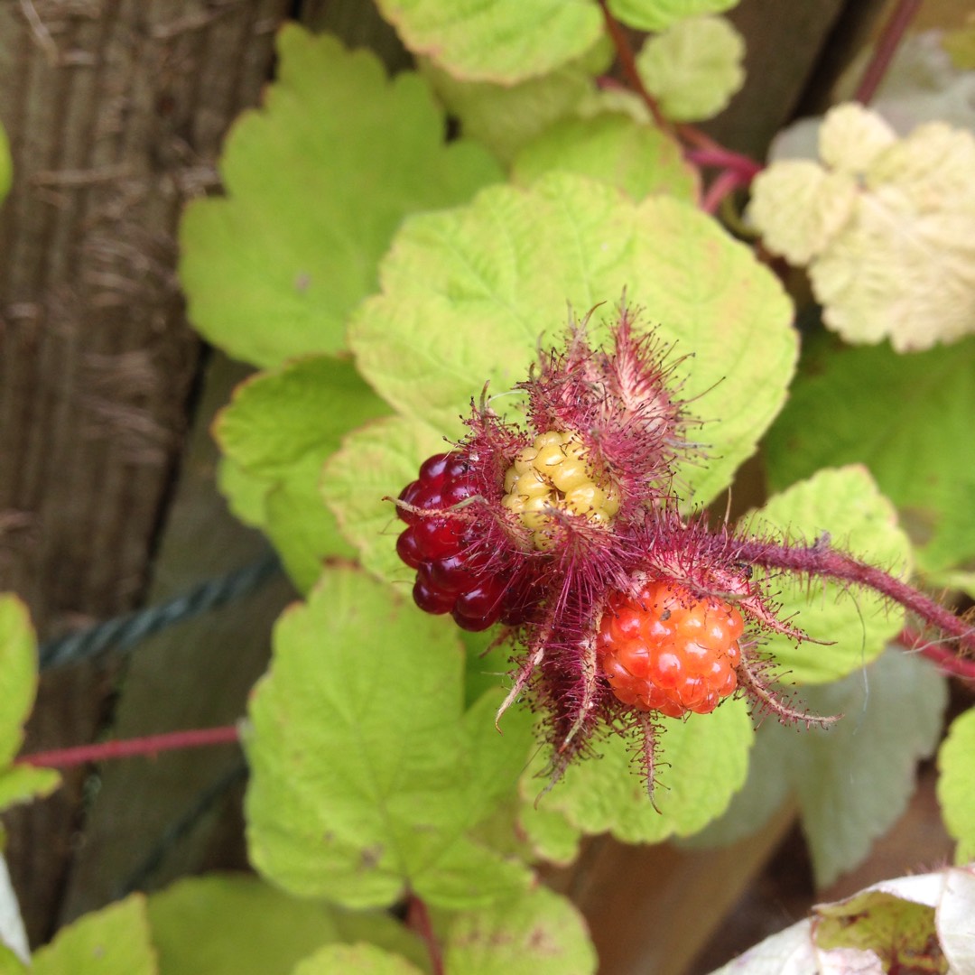 Japanese Wineberry in the GardenTags plant encyclopedia