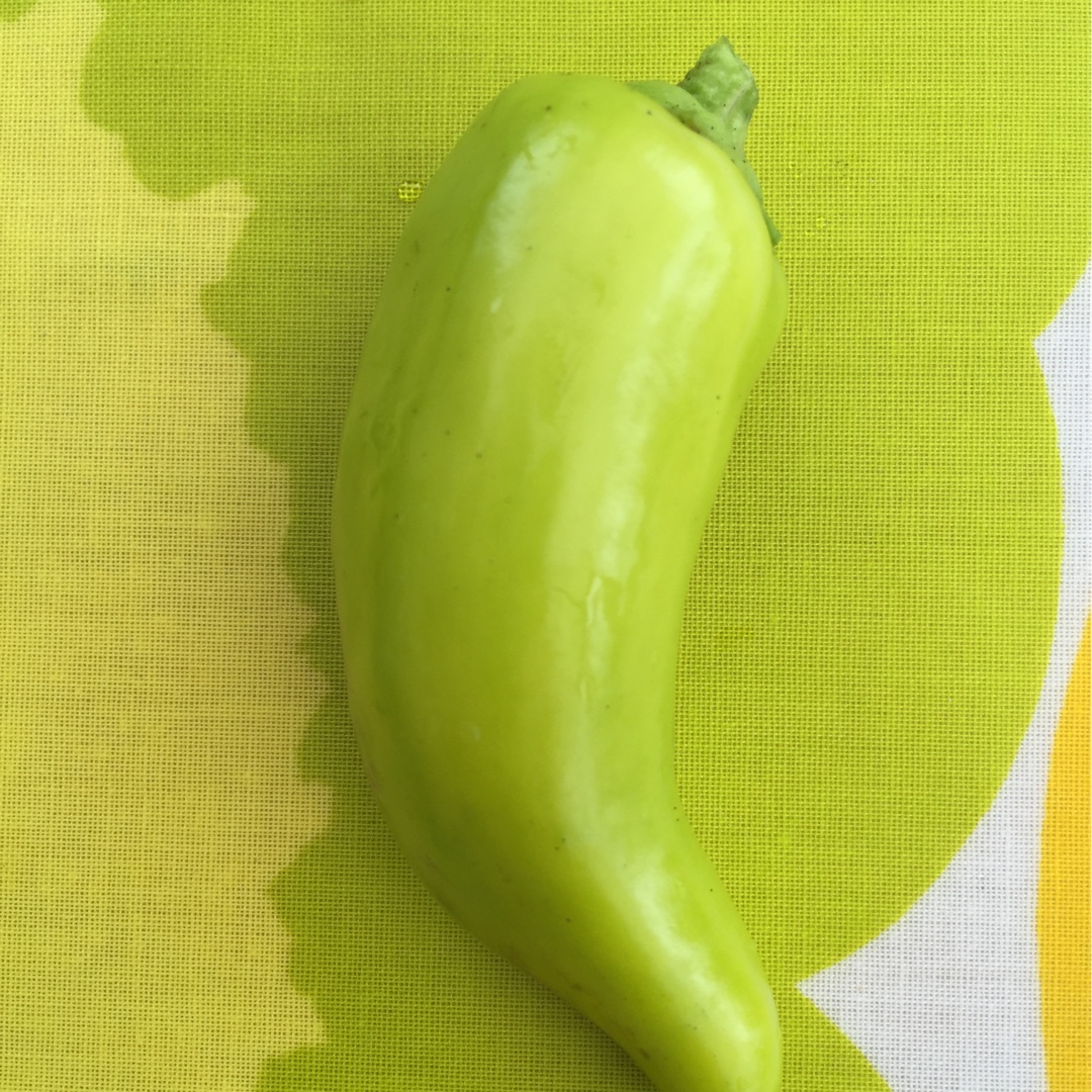 Chilli Pepper Banana in the GardenTags plant encyclopedia