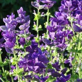 Sage Blue Monday in the GardenTags plant encyclopedia