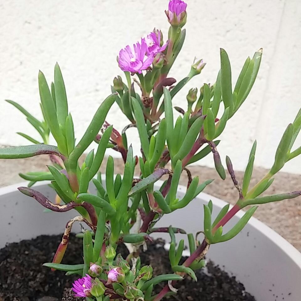 Livingstone Daisy Mauve Pig Face in the GardenTags plant encyclopedia