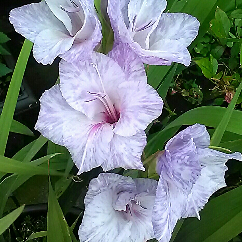 Gladioli Lakeland (Large-flowered) in the GardenTags plant encyclopedia