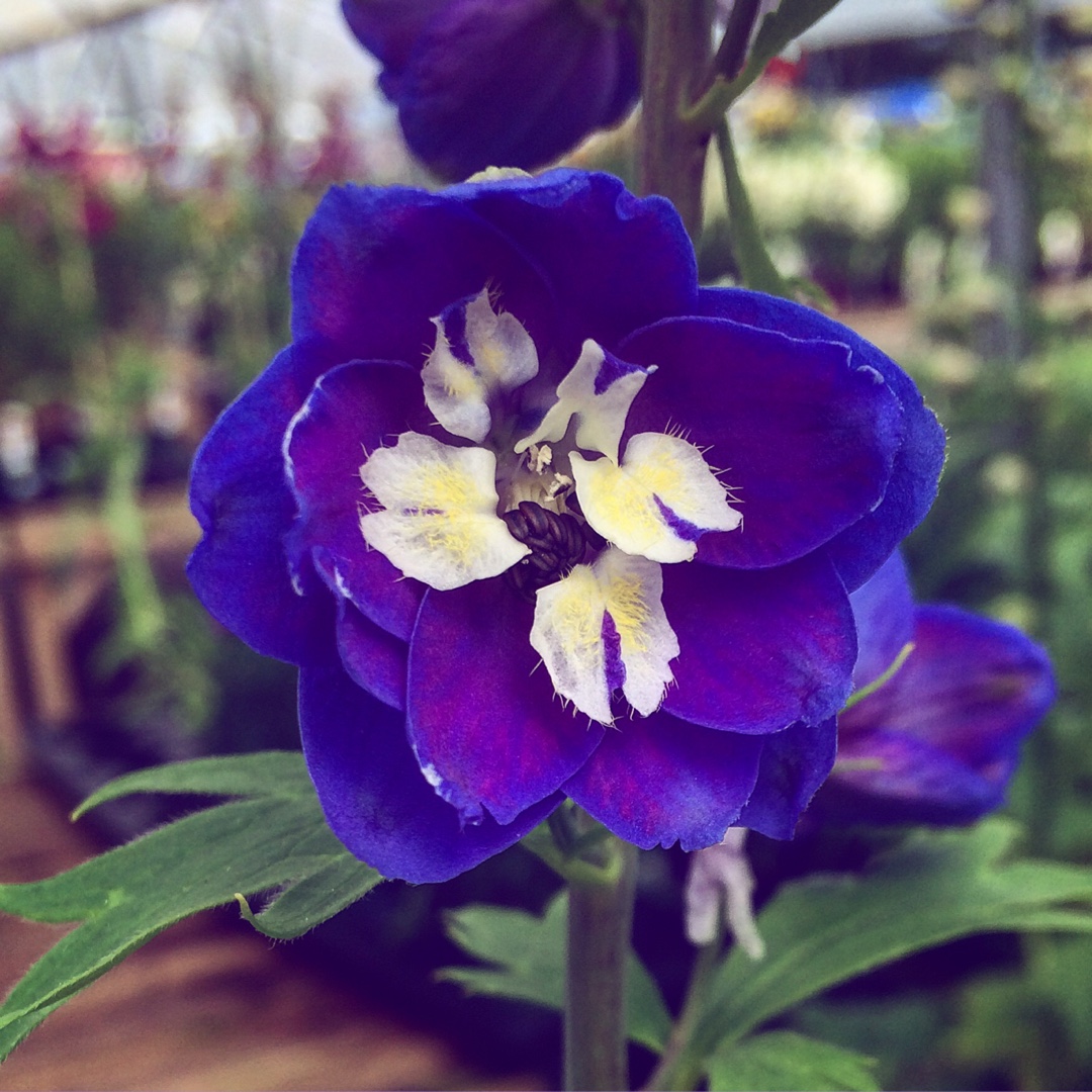 Larkspur Magic Fountains Mid Blue White Bee in the GardenTags plant encyclopedia