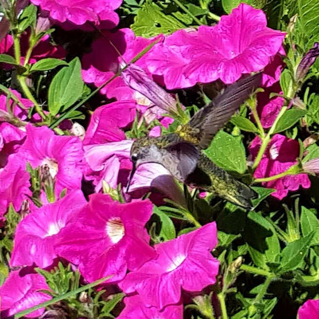 Wave Petunia Purple in the GardenTags plant encyclopedia