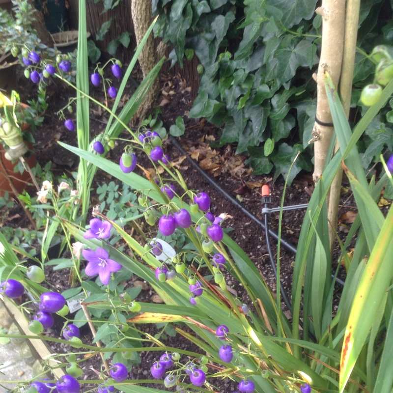 Flax Lily in the GardenTags plant encyclopedia