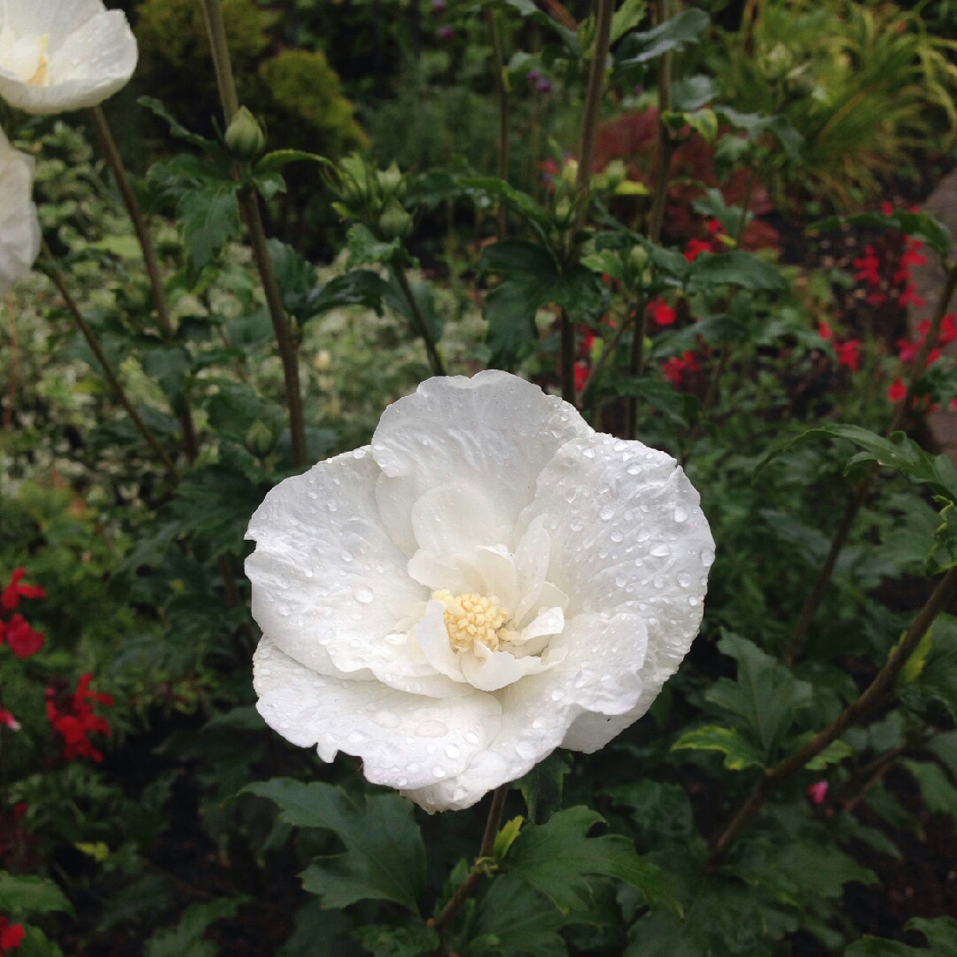 Rose of Sharon White Chiffon in the GardenTags plant encyclopedia