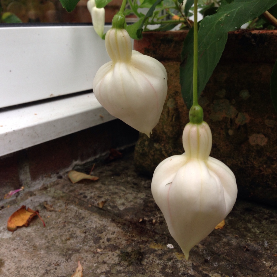 Fuchsia White King in the GardenTags plant encyclopedia