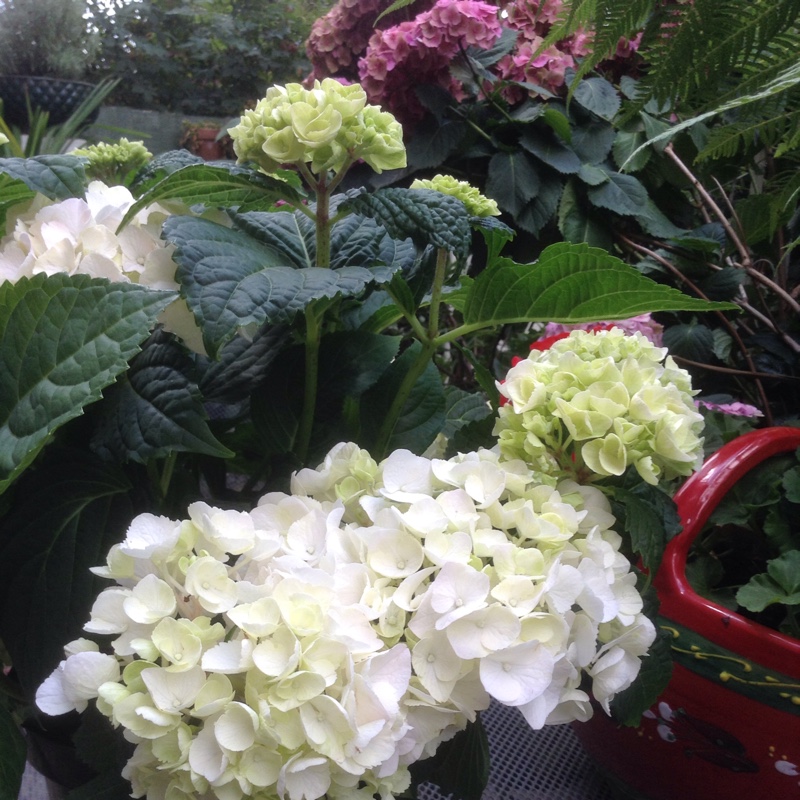 Hydrangea Schneeball in the GardenTags plant encyclopedia