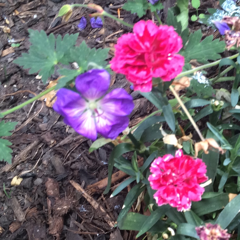 Carnation Bi-colour Oscar Purple Wings in the GardenTags plant encyclopedia