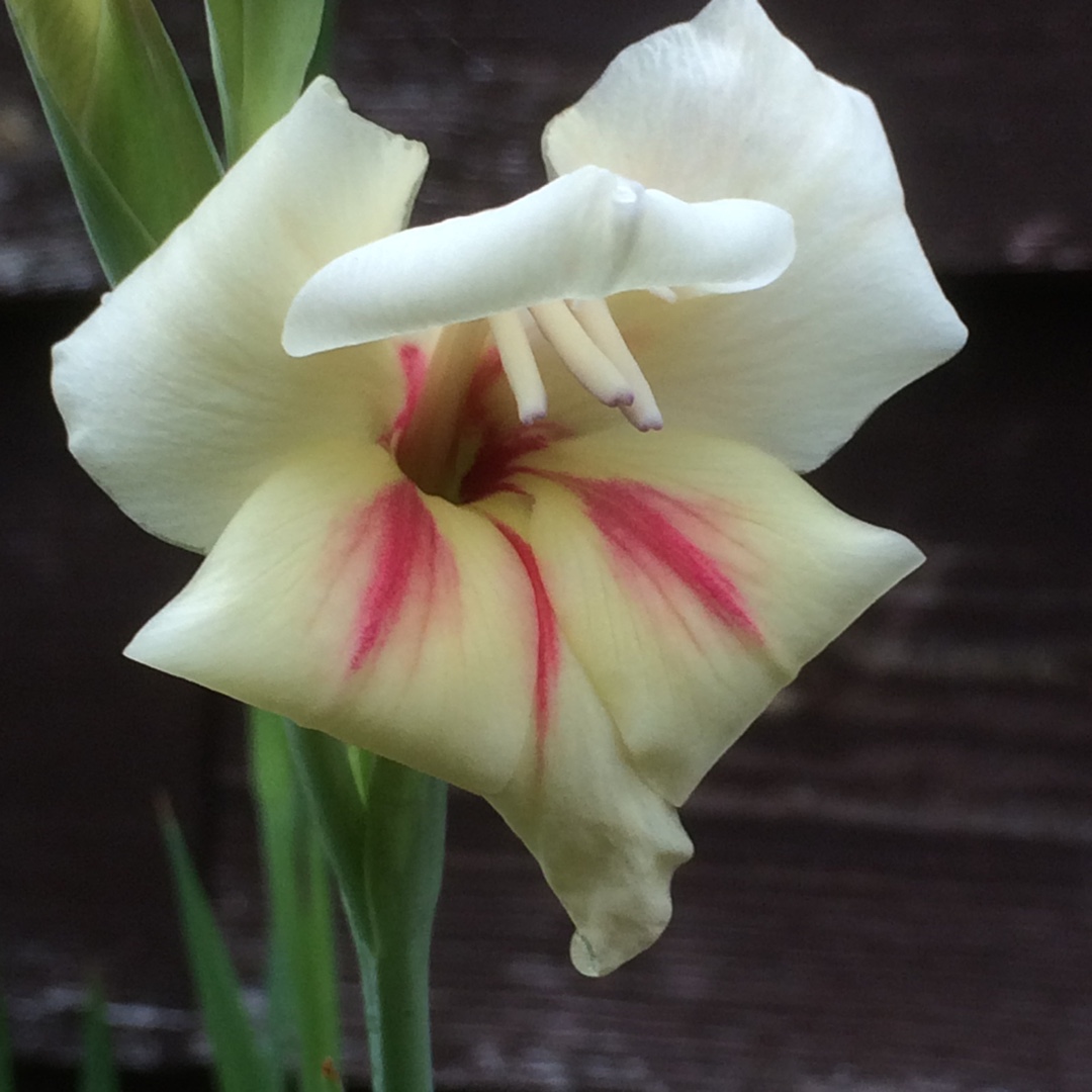 Gladioli Halley (Nanus) in the GardenTags plant encyclopedia