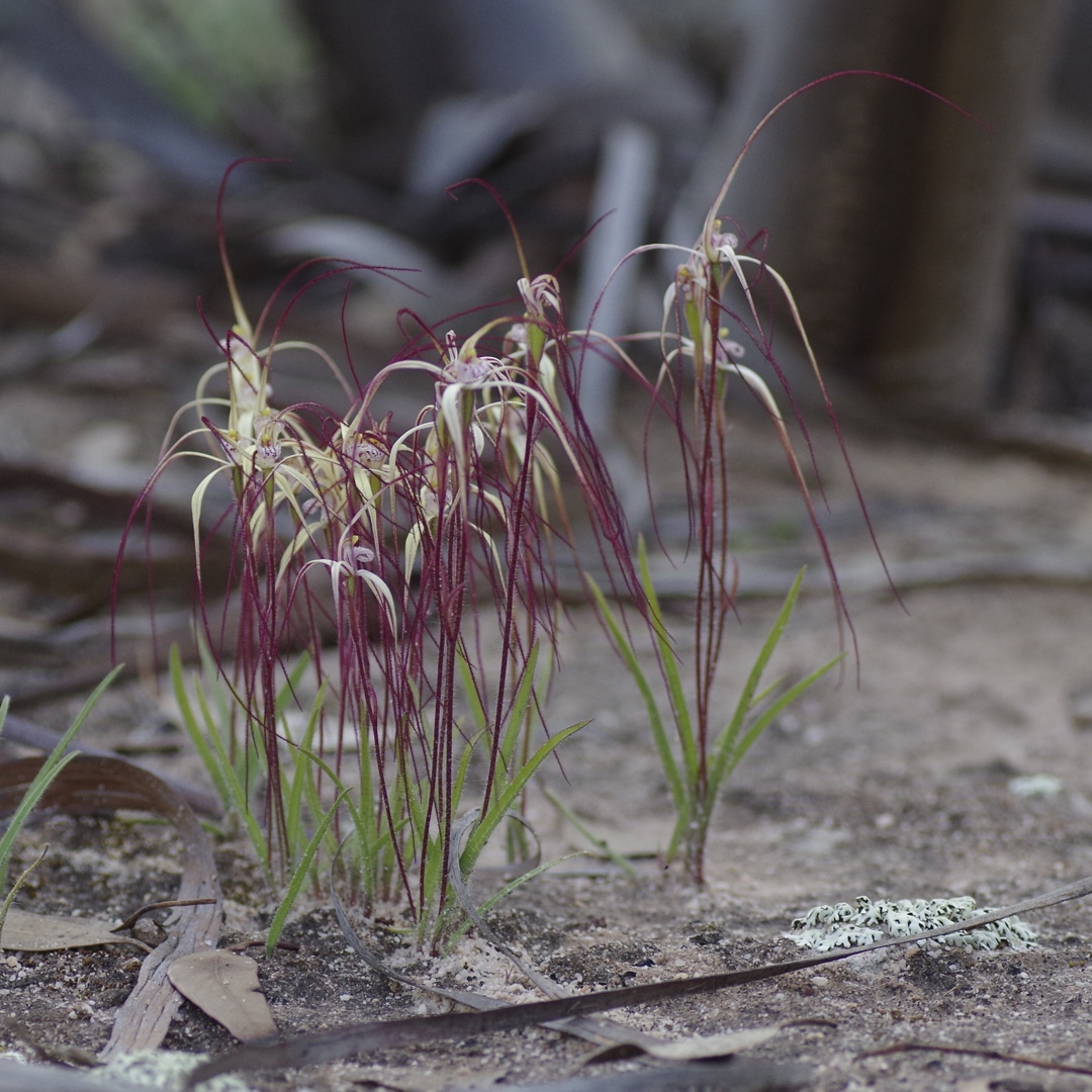 Wispy Spider Orchid in the GardenTags plant encyclopedia