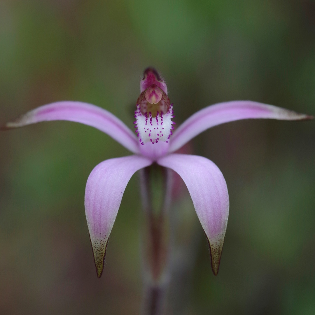 Pink Candy Orchid in the GardenTags plant encyclopedia