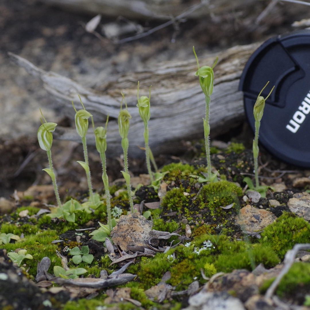 Hairy Stemmed Snail Orchid in the GardenTags plant encyclopedia