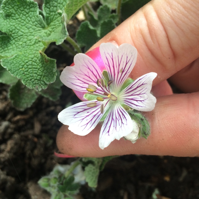 Renards Cranesbill in the GardenTags plant encyclopedia