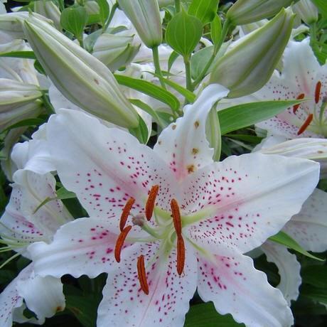 Lily Muscadet (Oriental) in the GardenTags plant encyclopedia