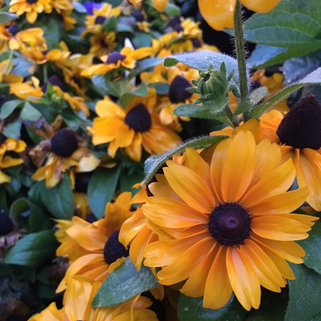 Coneflower Tiger Eye Gold in the GardenTags plant encyclopedia