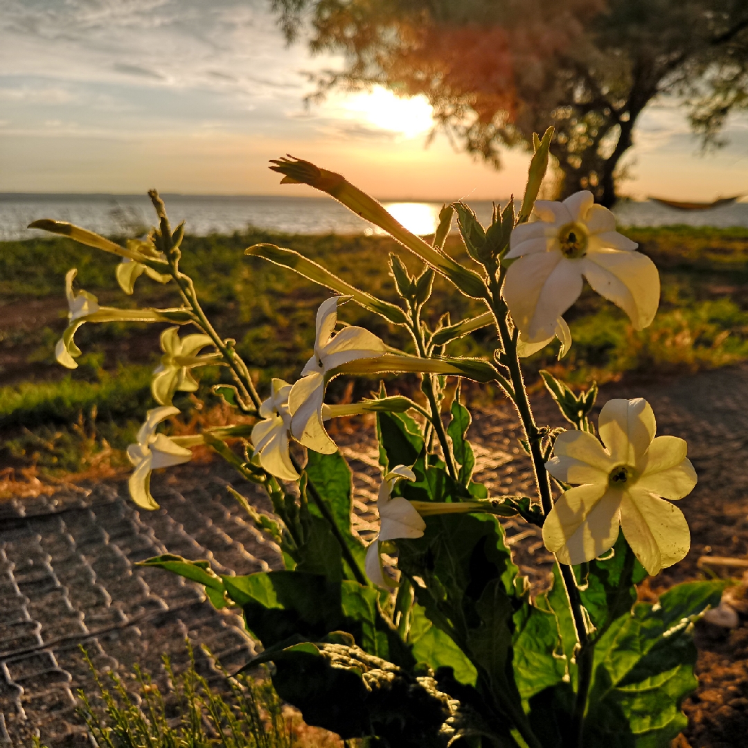 Tobacco flower Fragrant Cloud in the GardenTags plant encyclopedia