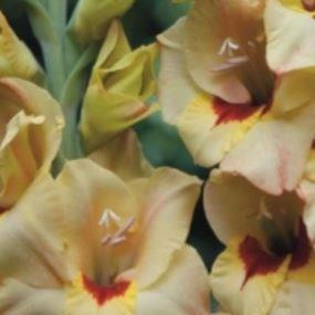 Gladioli Bocelli (Small-flowered) in the GardenTags plant encyclopedia