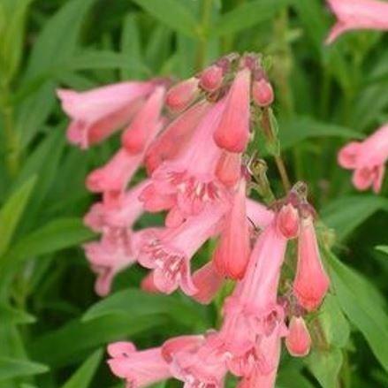 Beardtongue Hidcote Pink in the GardenTags plant encyclopedia